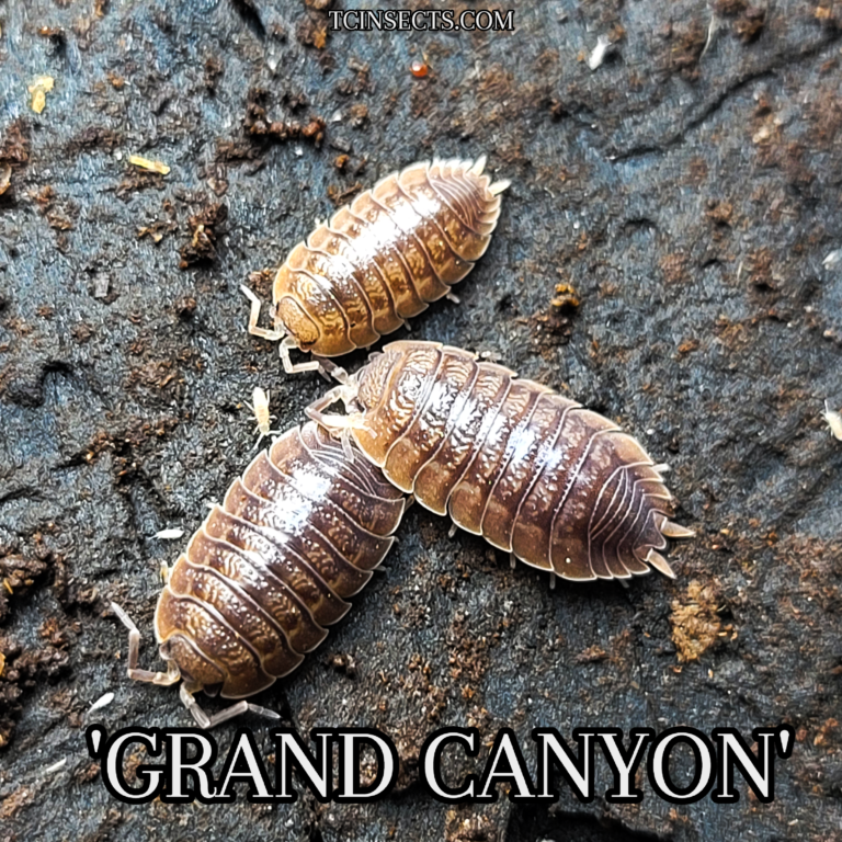 Isopod- Giant Canyon 15