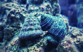 Saltwater Animals
