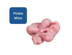 Feeder Mouse Pinky Live