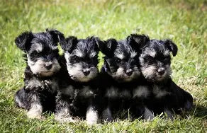 Puppy