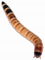 Superworm 6ct