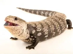 Reptiles