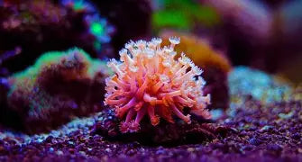 Saltwater Aquarium Coral