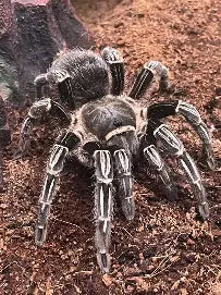Striped Knee Tarantula