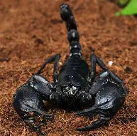 Spiders and Invertebrates