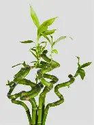 Lucky Bamboo