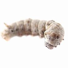 Silk worms