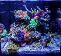 Hello Reef Setup Advanced