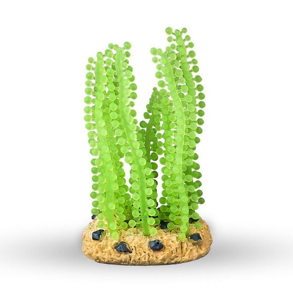 AQUATOP 5.5" Sea Grape Coral