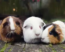 Rodents
