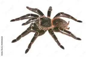 Brazilian salmon pink bird-eating tarantula