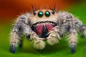 Spiders and Invertebrates
