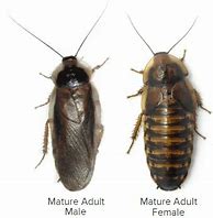Dubia Roach XL