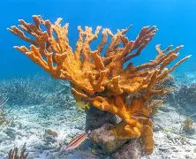 Saltwater Aquarium Coral