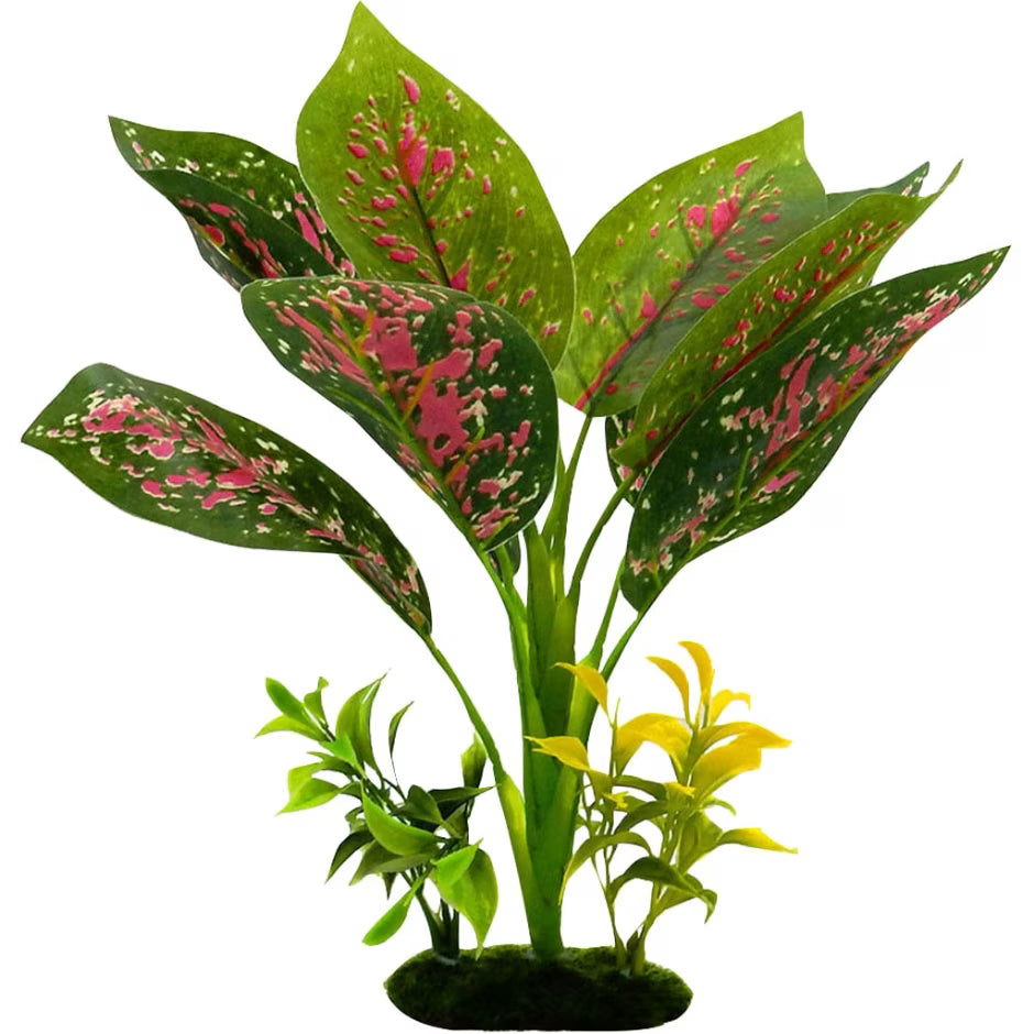 TROPICAL GARDENS CHINESE EVERGREEN
