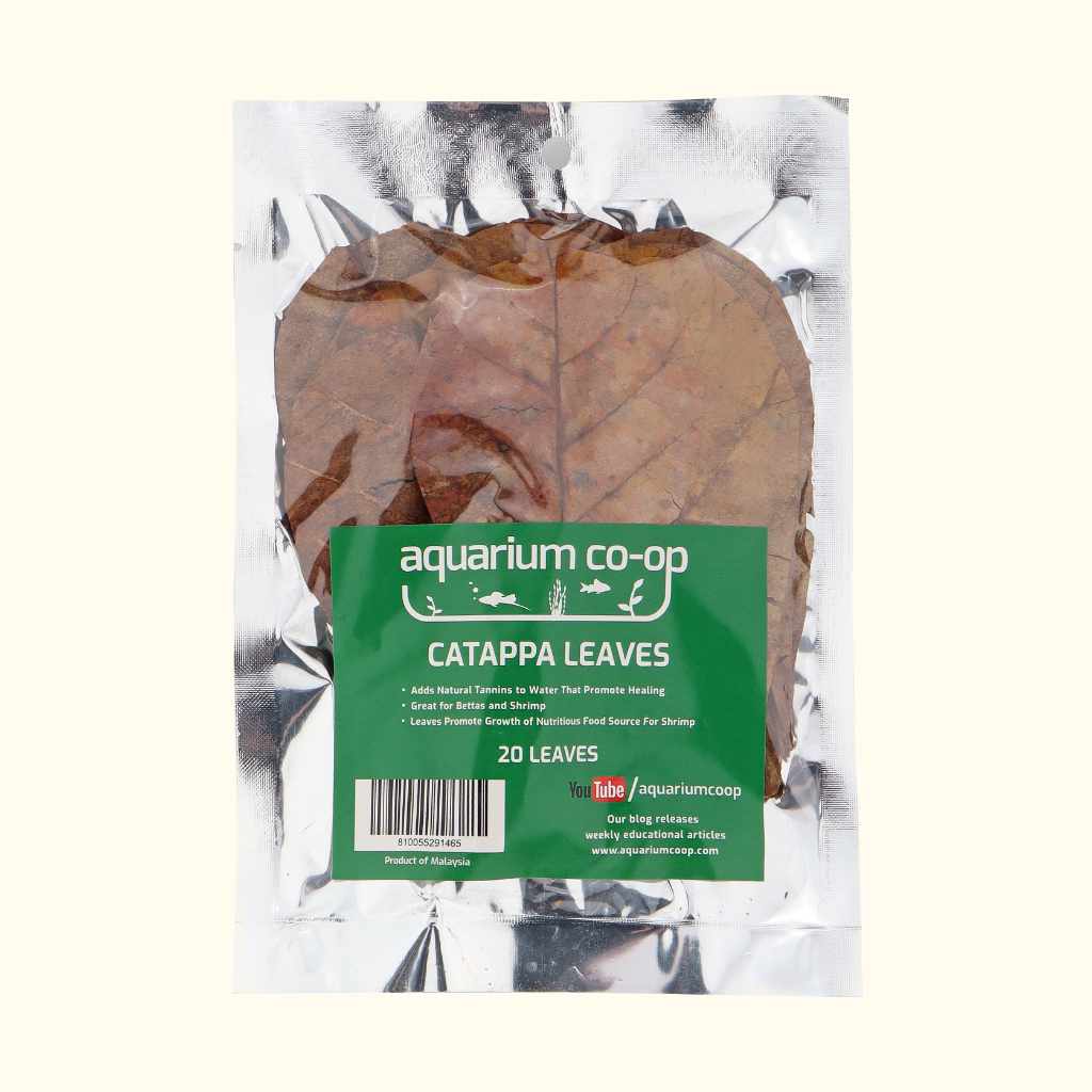 20 Catappa Leaves