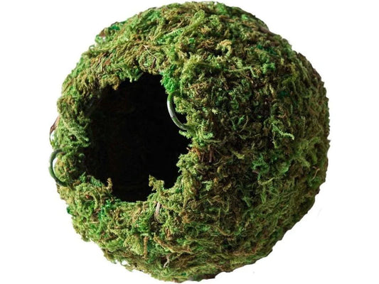 Galapagos Mossy Cave, 4"