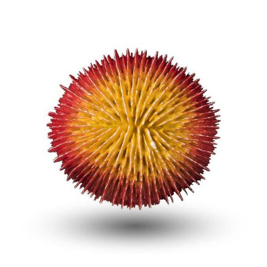 AQUATOP Yellow & Red Plate Coral Decor