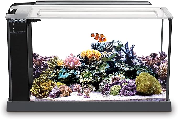 Saltwater Mini-Reef Aquarium Set up