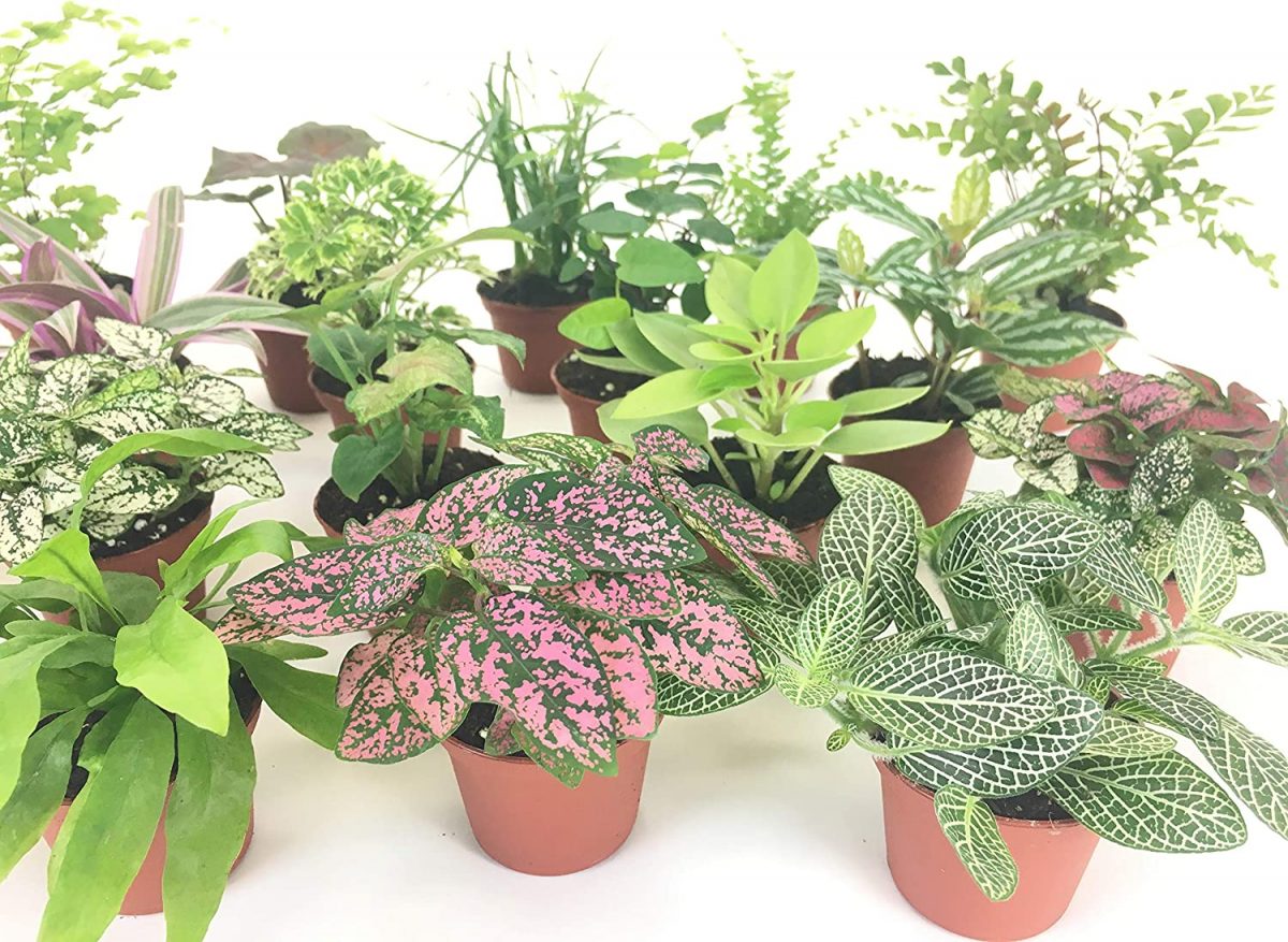 Live Terrarium Plants