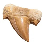 Shark Tooth