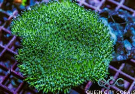 Saltwater Aquarium Coral