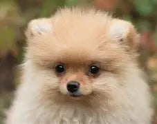 Puppy