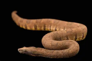 Reptiles