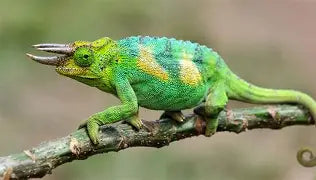 Reptiles