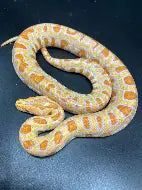 Reptiles