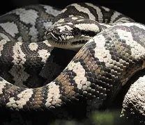 Reptiles