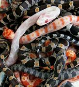 Reptiles
