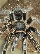 Spiders and Invertebrates