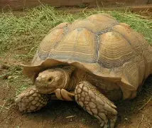 Reptiles