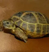 Reptiles