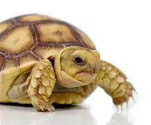 Reptiles