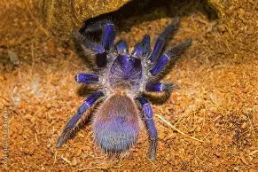 Spiders and Invertebrates