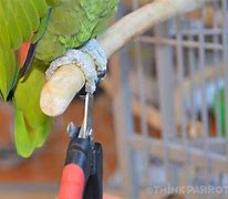 Small Bird Nail Trim