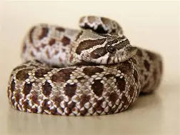 Reptiles