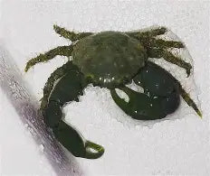 Saltwater Animals