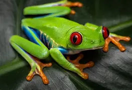 Reptiles