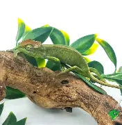 Reptiles