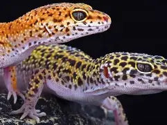Reptiles