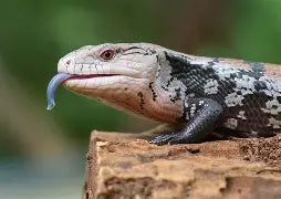 Reptiles