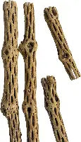 Cholla tree MD