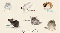Rodents