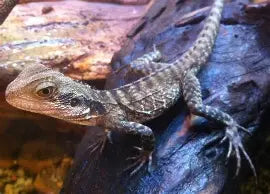 Reptiles