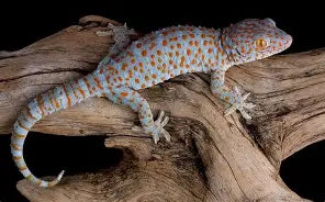 Reptiles
