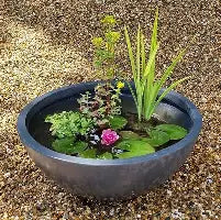 Pond Plants 2"Potted