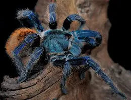 Spiders and Invertebrates
